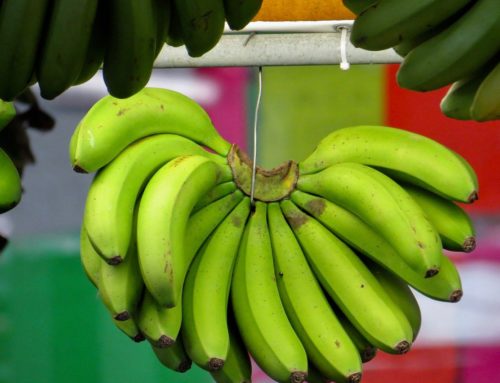 Grüne Bananen – ein Superfood für Deinen Darm