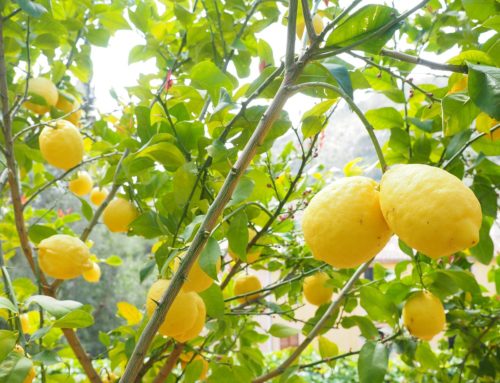 Die Zitrone – anionisch, vielseitig und gesund…